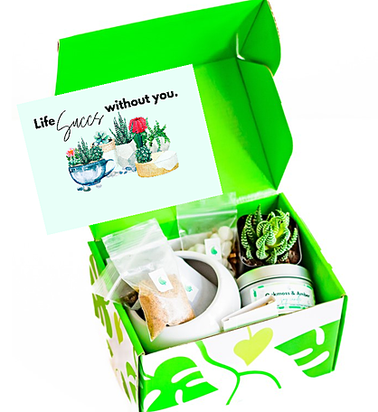 Life Succs Succulent Gift Box